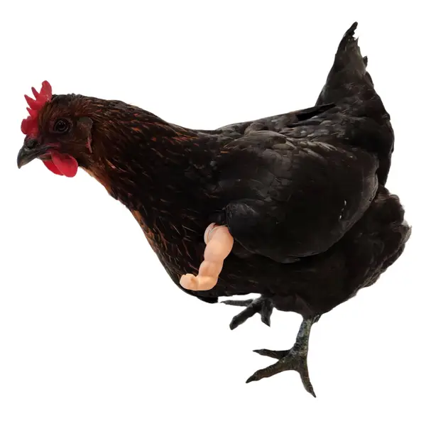 Chick Outfitters Chicken Arms Thumbs Up - CHKATHMB | Blain's Farm