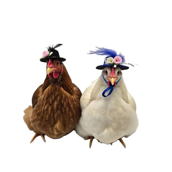 Photo of 2-Pack Fancy Hats