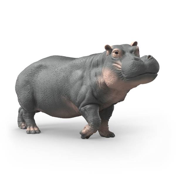 Photo of Hippopotamus