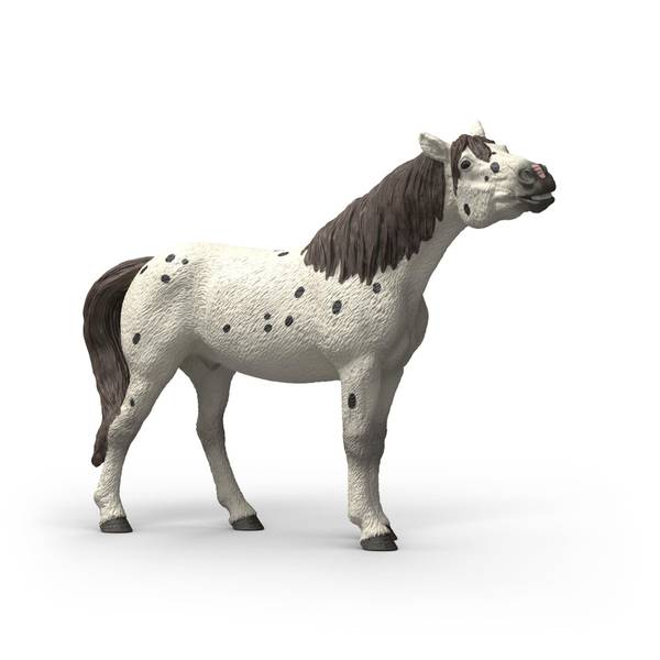 Photo of Knabstrupper Gelding