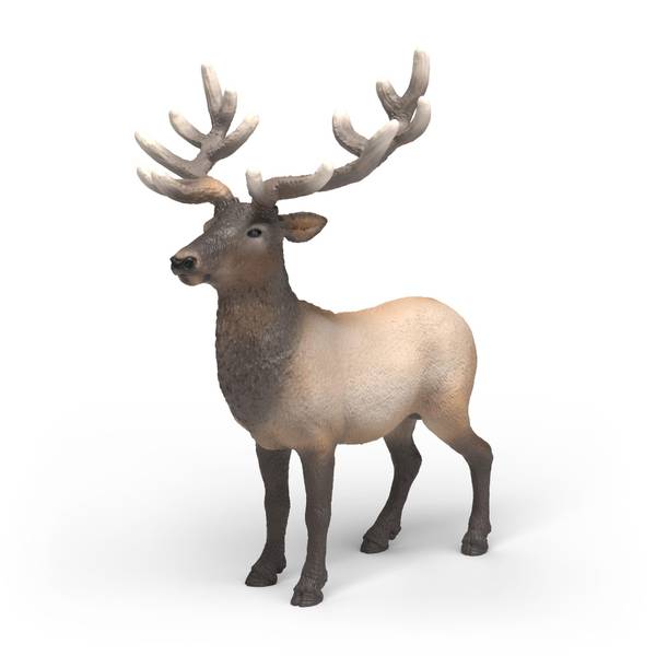 Photo of Elk