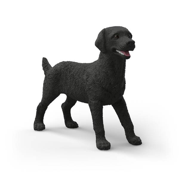 Photo of Black Labrador Retriever Female
