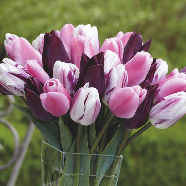 Photo of 18 Count Tulip Amore Mix
