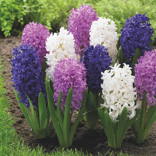 Photo of 10 Count Hyacinth Royal Hyacinth Mix