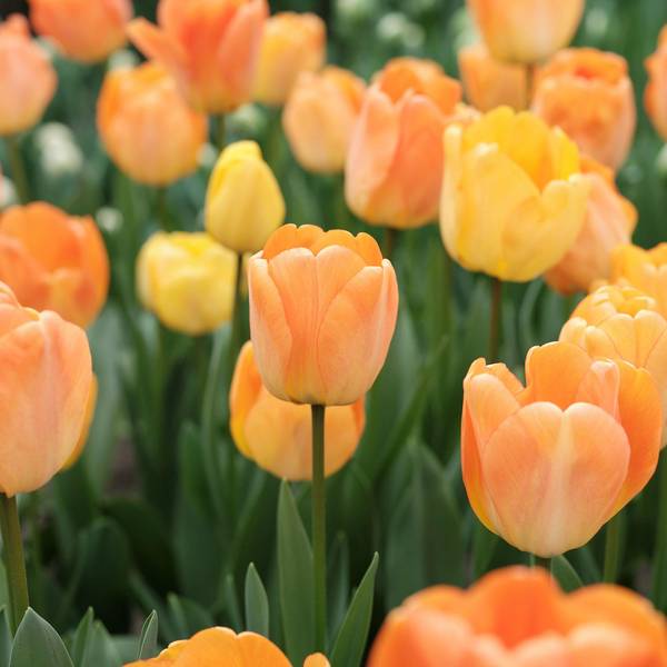 Photo of 9 Count Tulip Daydream