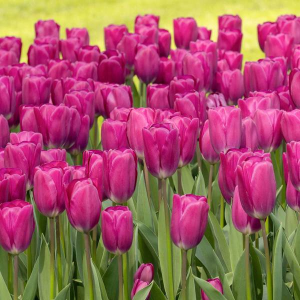 Photo of 9 Count Tulip Roeska