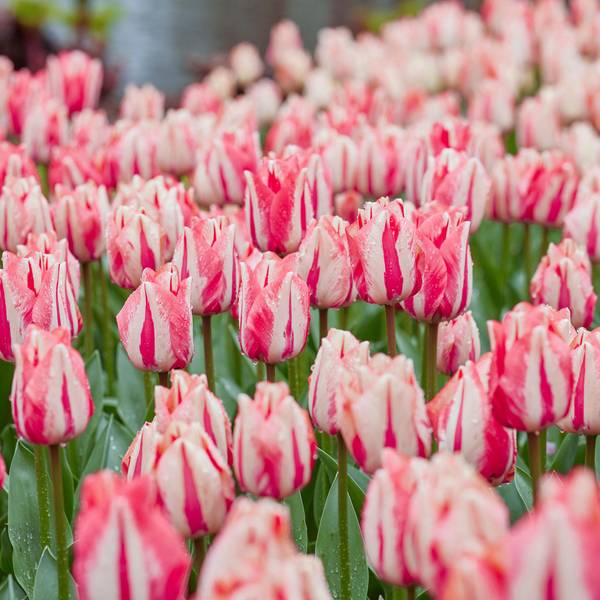 Photo of 9 Count Tulip Spring Break