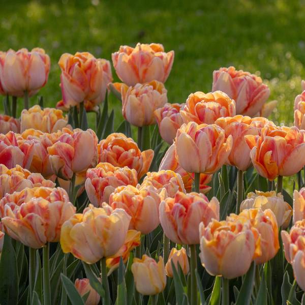 Photo of 9 Count Tulip Foxy Foxtrot