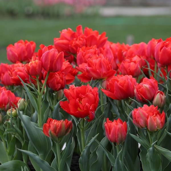 Photo of 9 Count Tulip Miranda