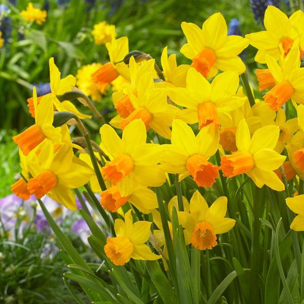 Photo of 8 Count Narcissus Jetfire