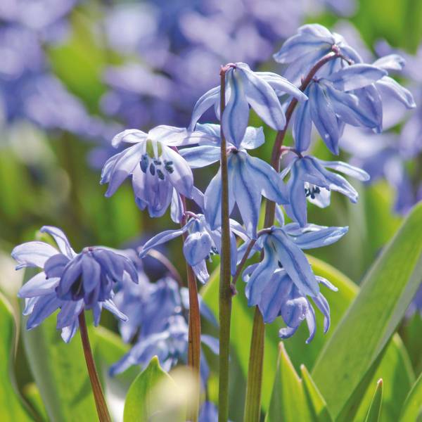 Photo of 20 Count Scilla Siberica Blue