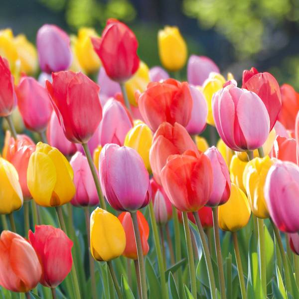 Photo of 36 Count Tulip Sunrise Mix