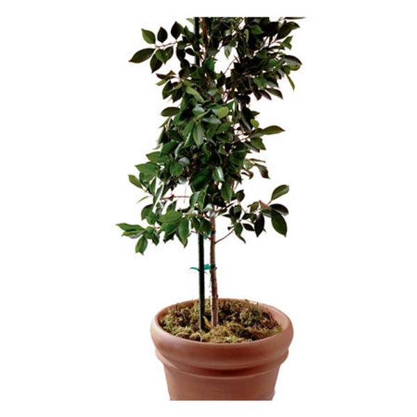 Photo of 6' Garden Stake