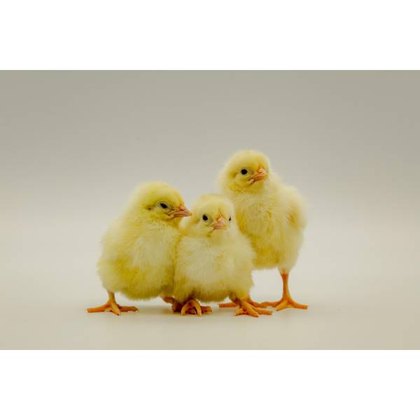 Cackle Hatchery Jumbo Cornish Cross Chicken - Not Sexed - 201