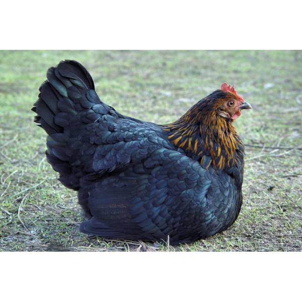 Cackle Hatchery Black Sex Link Standard Chicken Straight Run Male And Female 108s Blain