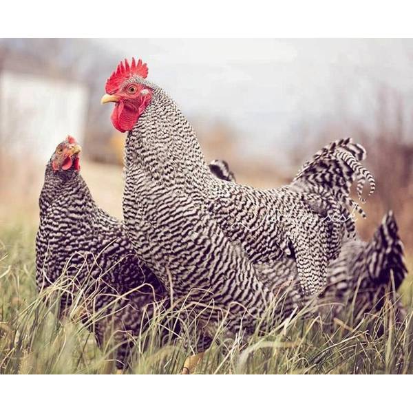 Cackle Hatchery Barred Rock Standard Chicken Straight Run Male And Female 103s Blain S