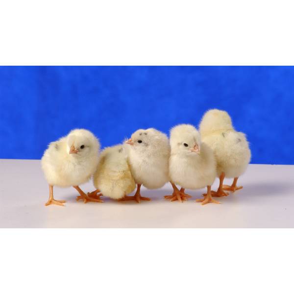 Austra White - White Egg Laying Chickens for Sale