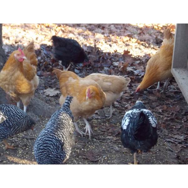 Light Brahma Chickens - Baby Chicks for Sale | Cackle Hatchery®