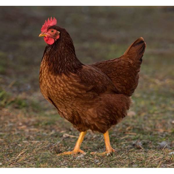 Cackle Hatchery Turken Naken Neck Pullet Chicken (Female 