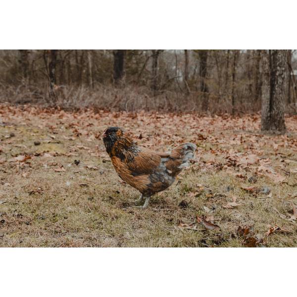 Photo of Easter Egger Chicken