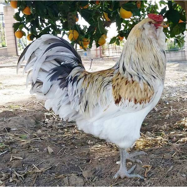 Cackle Hatchery Easter Egger Chicken - 138M