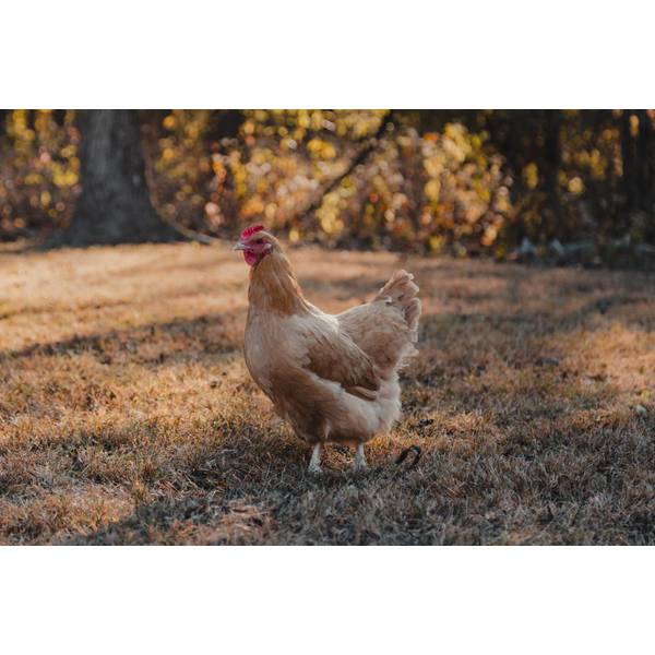 Photo of Buff Orpington Chicken