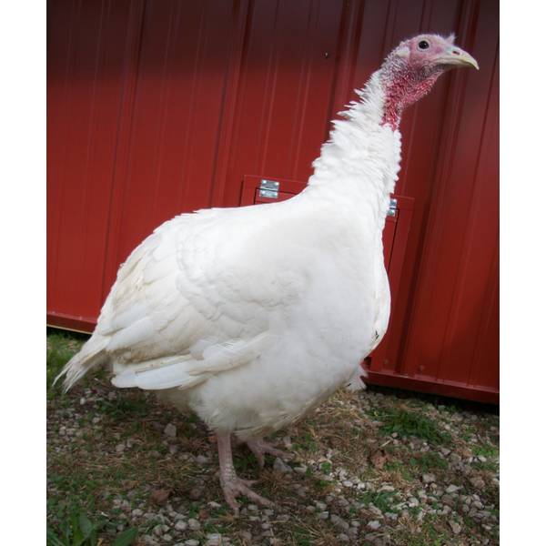 BUCK-TICK ストール 櫻井プロデュース ベンガルホワイト Cackle Hatchery Broad Breasted White Turkey - Not Sexed - 602