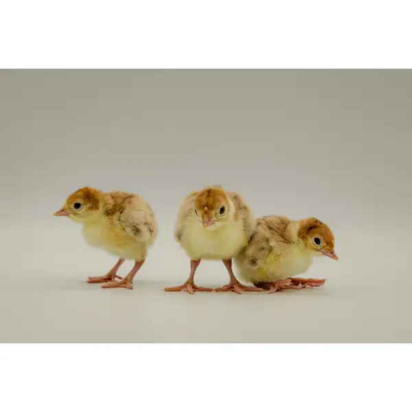 BUCK-TICK ストール 櫻井プロデュース ベンガルホワイト Cackle Hatchery Broad Breasted White Turkey - Not Sexed - 602