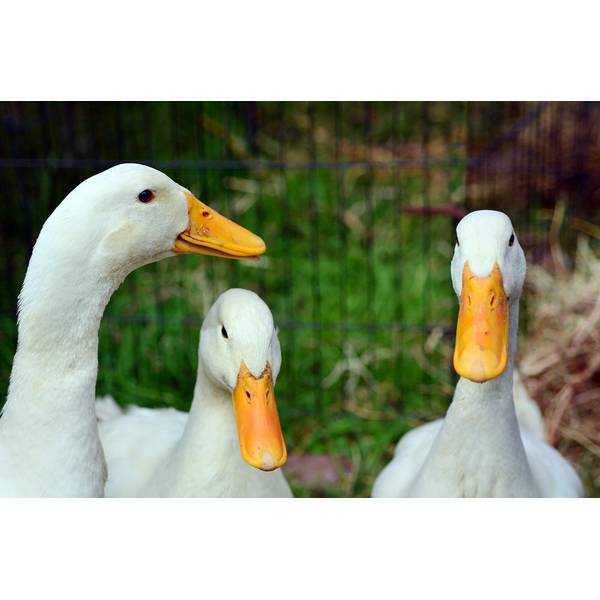 Cackle Hatchery White Pekin Duck 701S Blain's Farm & Fleet