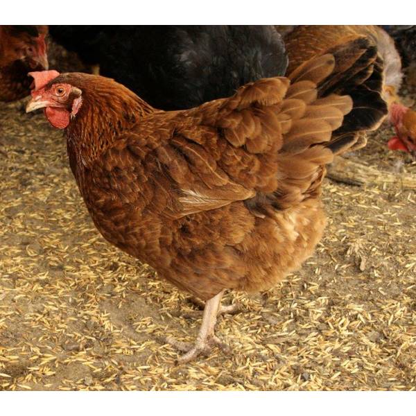 A guide to pedigree, purebred, heritage and hybrid chicken breeds