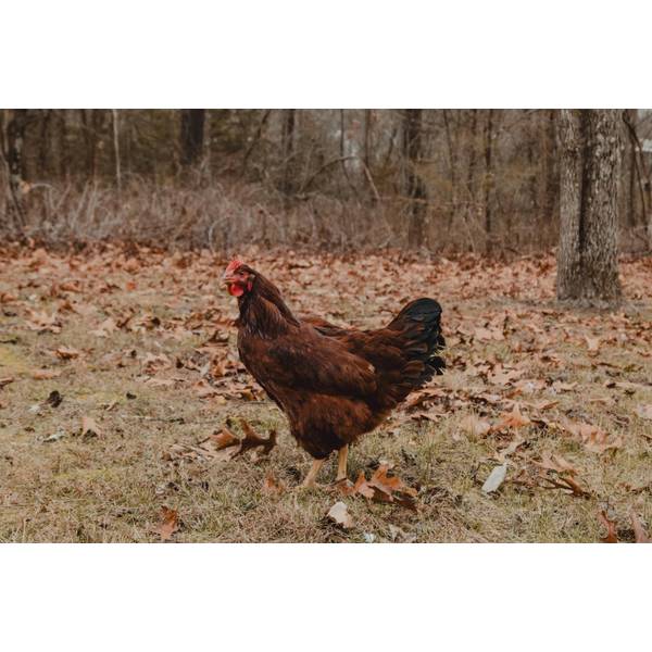 Cackle Hatchery Red Sex Link Chicken, Pullet (Female) 109F Blain's