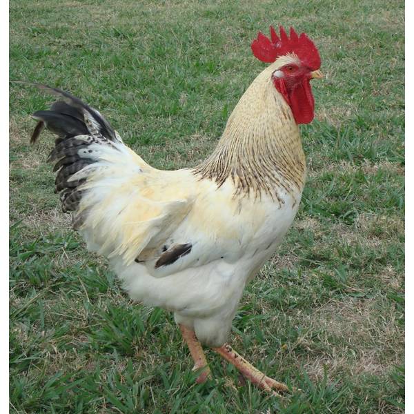 Cackle Hatchery Red Sex Link Chicken - 109M | Blain's Farm & Fleet