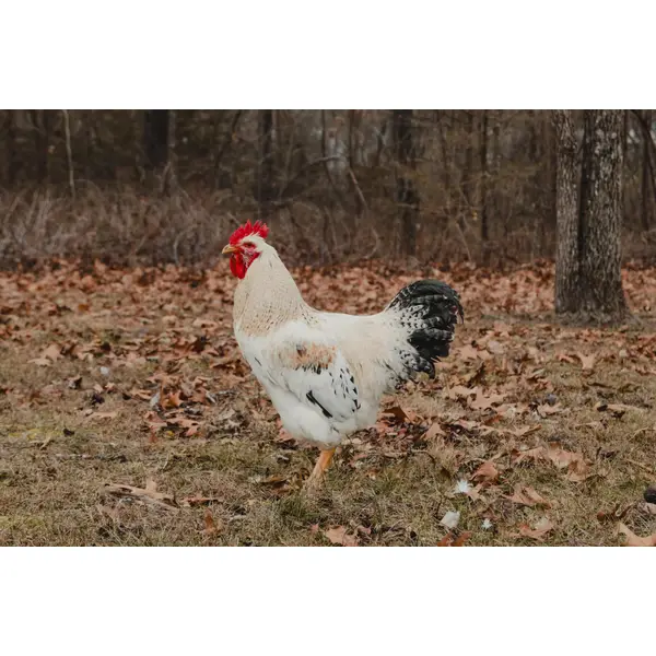 Cackle Hatchery Red Sex Link Chicken - 109M | Blain's Farm & Fleet