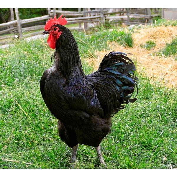 Cackle Hatchery Black Australorp Chicken 107m Blains Farm And Fleet