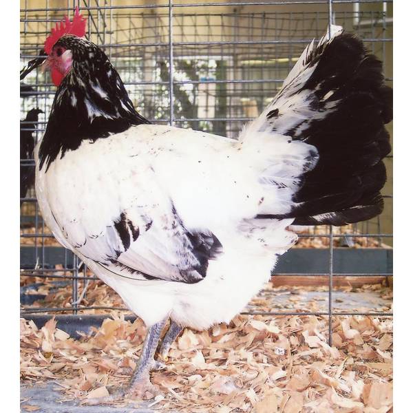 Photo of Lakenvelder Chicken - Not Sexed