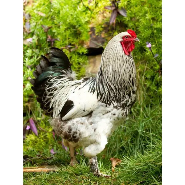 Breed Spotlight: Brahma Chickens - Cackle Hatchery
