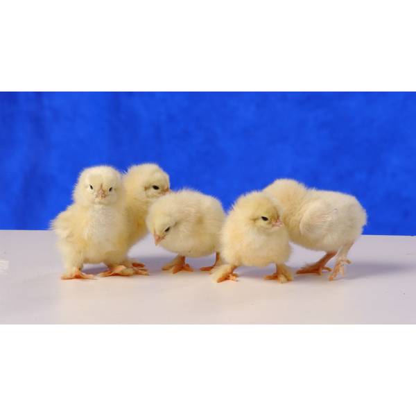 Cackle Hatchery Light Brahma Chicken - 111M