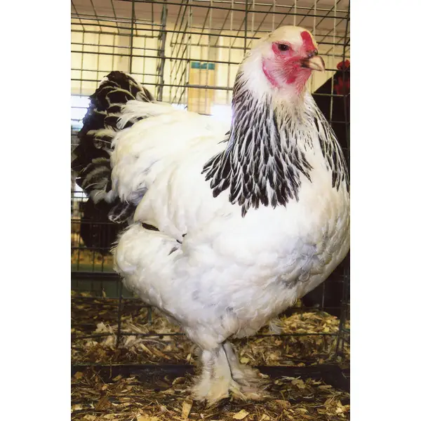 Cackle Hatchery Light Brahma Chicken - 111M