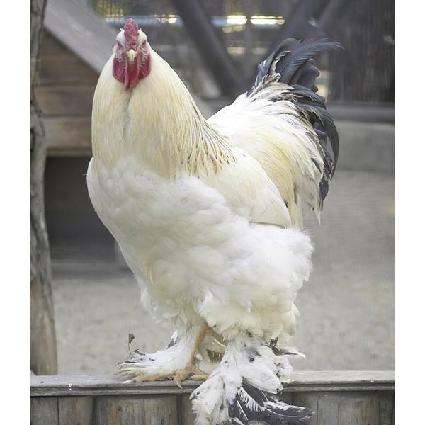 Cackle Hatchery Light Brahma Chicken - 111M