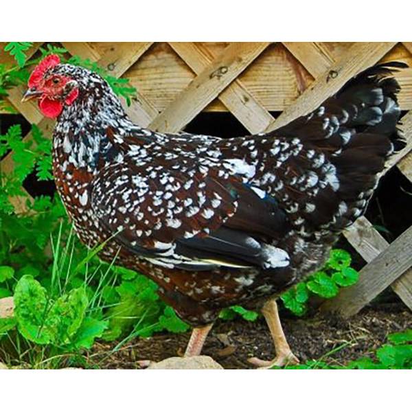 Light Sussex Bantam Size | gardendeluxe.cl