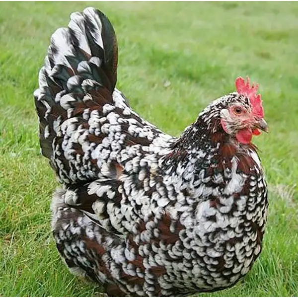 Light Sussex Bantam Size | gardendeluxe.cl