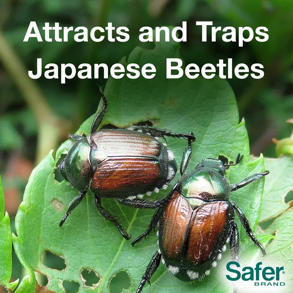 Safer Brand Insect Traps at