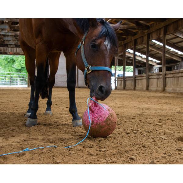 10" Details about   Horsemen's Pride Jolly Ball Scented Horse Toys 