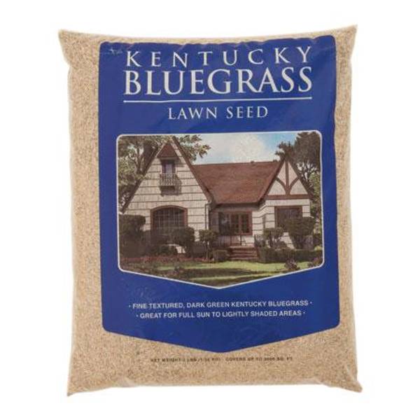 Mountain View Seeds Kentucky Bluegrass Grass Seed 100623 Blain's