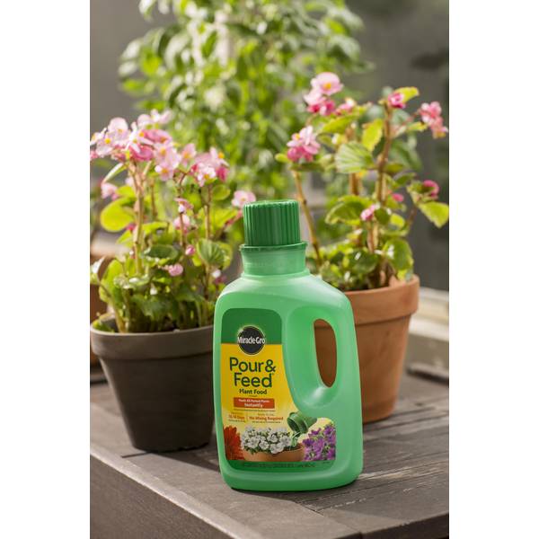 olivenbaum groupon Olivenbaum Gartenpflanze 24cm 160cm Balkon Terrasse kaufen