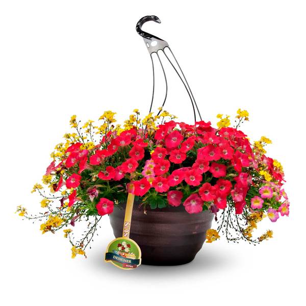 Dan & Jerry's Greenhouses Combo Hanging Basket - 185300 | Blain's