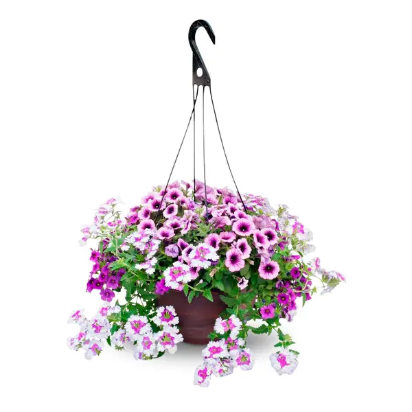 Dan & Jerry's Greenhouses Combo Hanging Basket - 185300 | Blain's