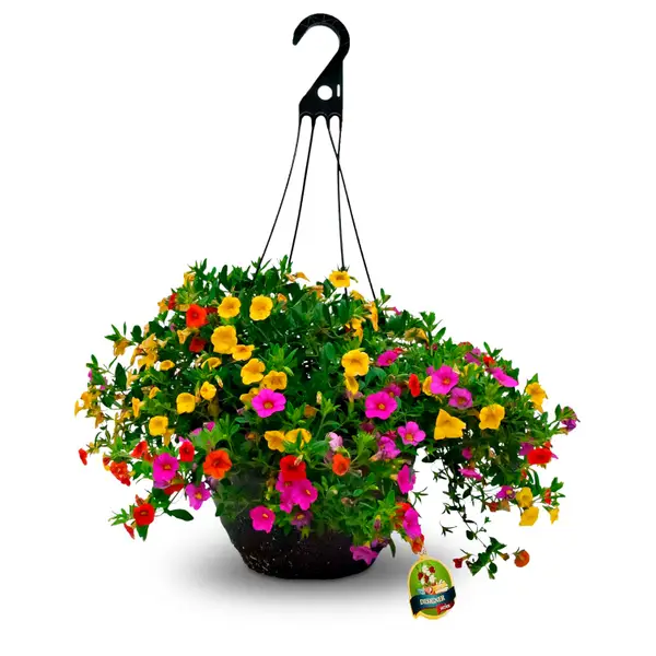 Dan & Jerry's Greenhouses Combo Hanging Basket - 185300 | Blain's