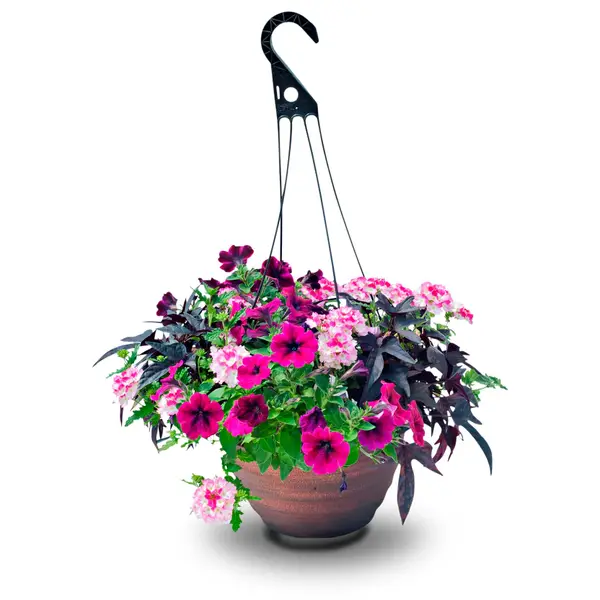 Dan & Jerry's Greenhouses Combo Hanging Basket - 185300 | Blain's