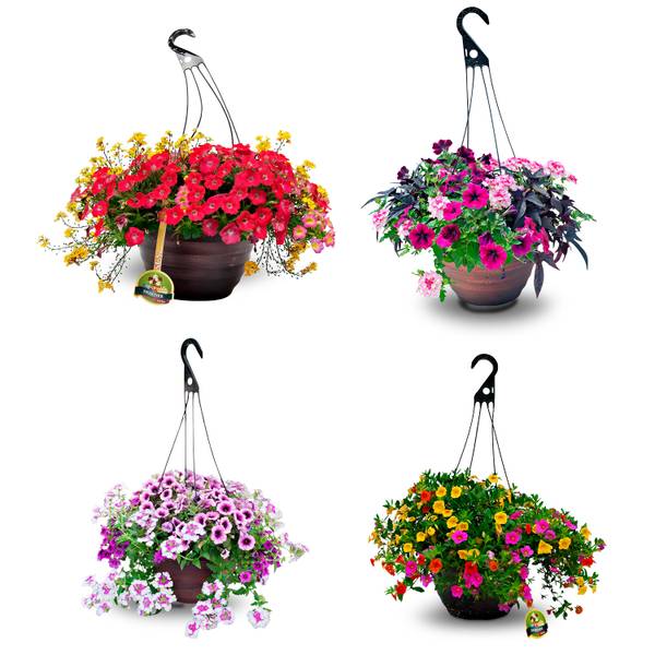 Photo of Combo Hanging Basket